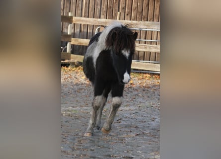 Icelandic Horse, Mare, 1 year, 14,1 hh, Pinto