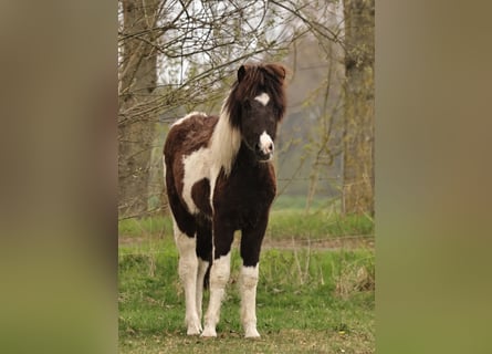 Icelandic Horse, Mare, 1 year, 14,1 hh, Pinto