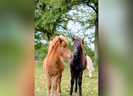 Icelandic Horse, Mare, 1 year, Chestnut-Red