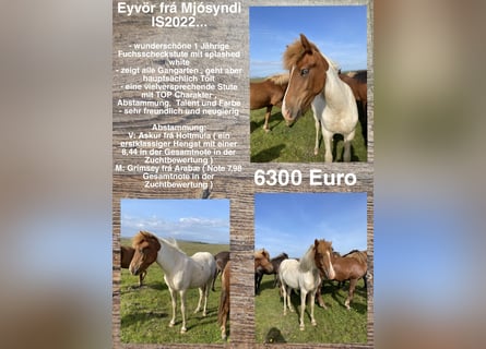 Icelandic Horse, Mare, 1 year