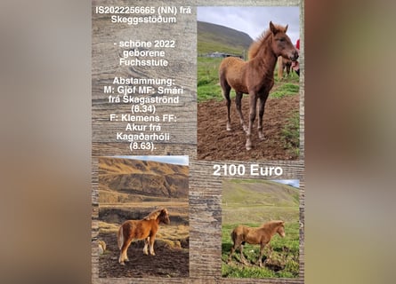 Icelandic Horse, Mare, 1 year