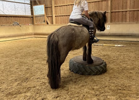Icelandic Horse, Mare, 20 years, 14.1 hh, Dun