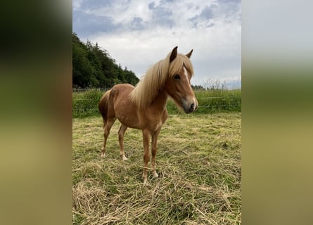 Icelandic Horse, Mare, 2 years, 12,2 hh, Chestnut-Red