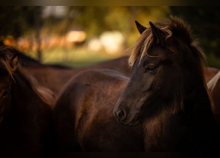 Icelandic Horse, Mare, 2 years, 13,2 hh, Black