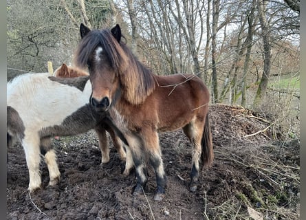 Icelandic Horse, Mare, 2 years, 13,2 hh, Brown