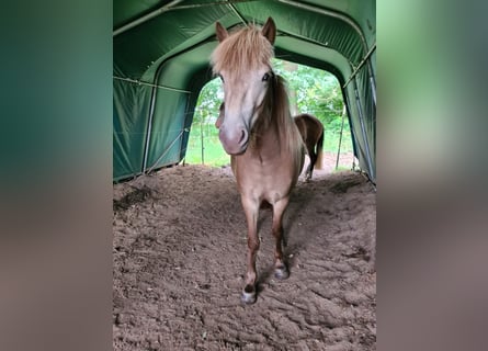 Icelandic Horse, Mare, 2 years, 13.2 hh