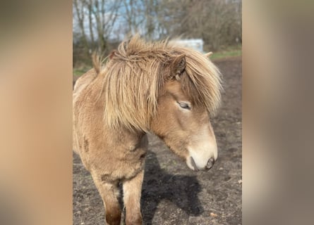 Icelandic Horse, Mare, 2 years, 13.2 hh