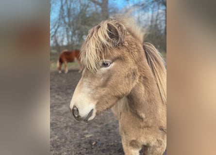 Icelandic Horse, Mare, 2 years, 13,2 hh