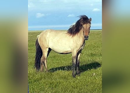 Icelandic Horse, Mare, 2 years, Dun