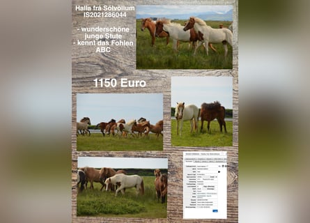 Icelandic Horse, Mare, 2 years