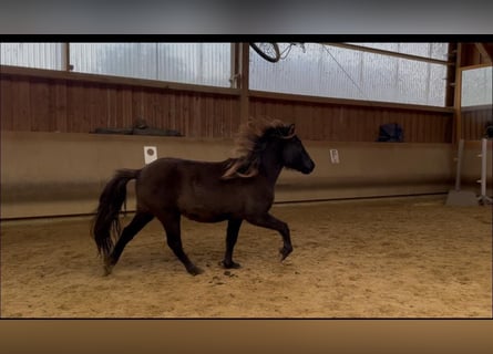 Icelandic Horse, Mare, 3 years, 13,1 hh, Black