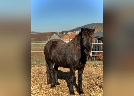 Icelandic Horse, Mare, 3 years, 13,1 hh, Black