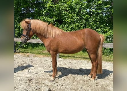 Icelandic Horse Mix, Mare, 3 years, 13.1 hh, Chestnut-Red