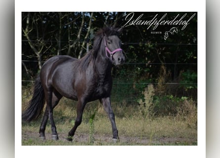 Icelandic Horse, Mare, 3 years, 13.2 hh, Black