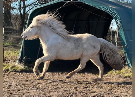 Icelandic Horse, Mare, 3 years, 13.2 hh