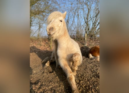 Icelandic Horse, Mare, 3 years, 13,2 hh