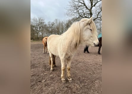 Icelandic Horse, Mare, 3 years, 13,2 hh