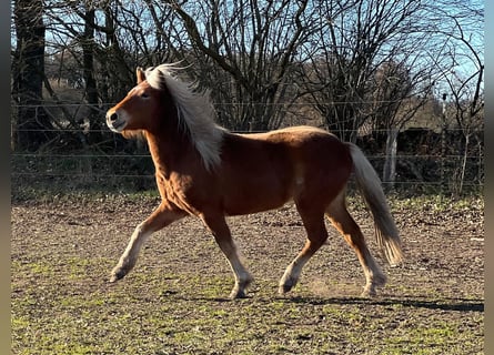 Icelandic Horse, Mare, 3 years, 13.2 hh, Chestnut-Red