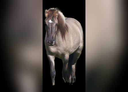 Icelandic Horse, Mare, 3 years, 13,2 hh, Dun