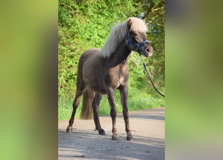 Icelandic Horse, Mare, 3 years, 13,2 hh