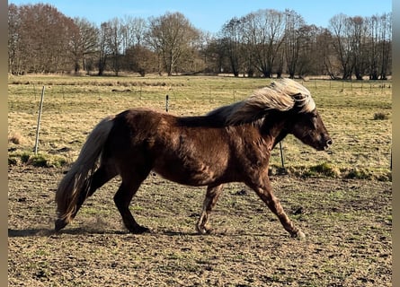 Icelandic Horse, Mare, 3 years, 13.2 hh