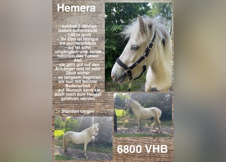 Icelandic Horse, Mare, 3 years, 13.3 hh, Palomino