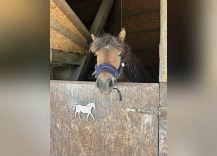 Icelandic Horse, Mare, 3 years, 13,1 hh, Bay