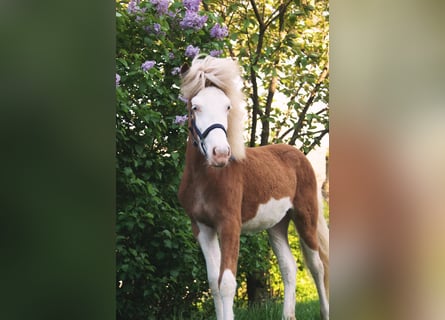 Icelandic Horse, Mare, 3 years, 13,2 hh, Chestnut-Red