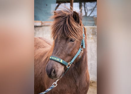 Icelandic Horse, Mare, 3 years, Black
