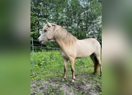 Icelandic Horse, Mare, 3 years