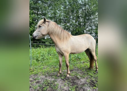 Icelandic Horse, Mare, 3 years