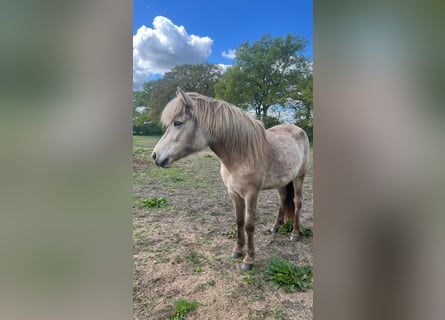 Icelandic Horse, Mare, 3 years