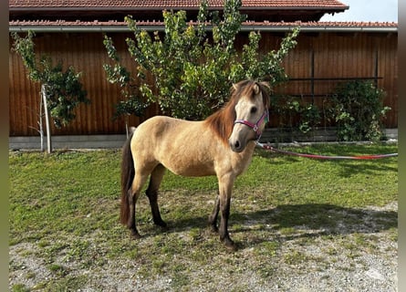 Icelandic Horse, Mare, 3 years, Dun