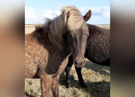 Icelandic Horse, Mare, 3 years