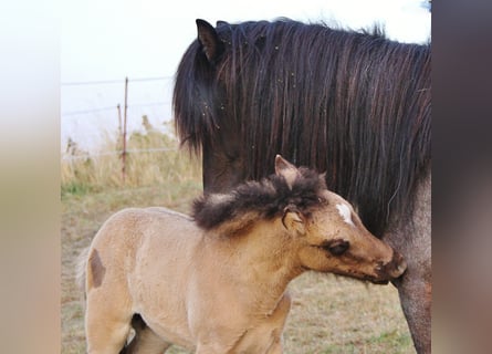 Icelandic Horse, Mare, 4 years, 13.1 hh, Roan-Blue