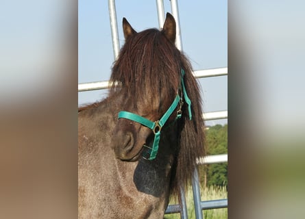 Icelandic Horse, Mare, 4 years, 13.1 hh, Roan-Blue