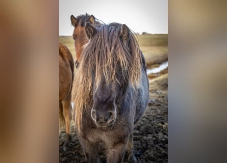 Icelandic Horse, Mare, 4 years, 13,2 hh, Black