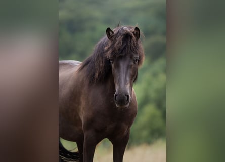 Icelandic Horse, Mare, 4 years, 13.2 hh, Black