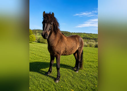 Icelandic Horse, Mare, 4 years, 13.2 hh, Black