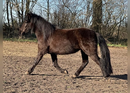 Icelandic Horse, Mare, 4 years, 13.2 hh, Black