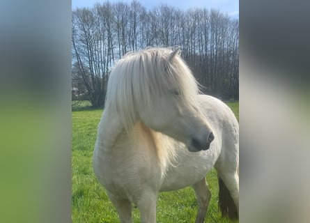 Icelandic Horse, Mare, 4 years, 13.2 hh