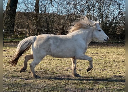 Icelandic Horse, Mare, 4 years, 13.2 hh
