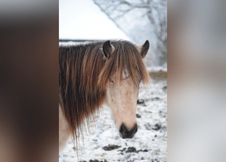 Icelandic Horse, Mare, 4 years, 13.2 hh