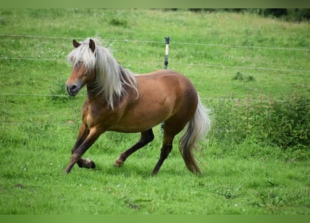 Icelandic Horse, Mare, 4 years, 13.2 hh, Chestnut-Red