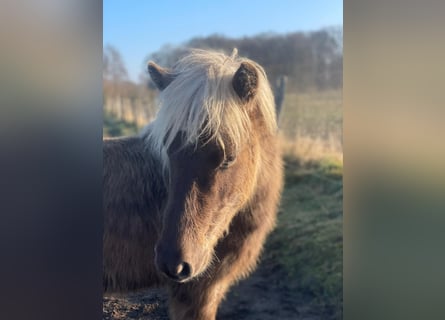 Icelandic Horse, Mare, 4 years, 13.2 hh