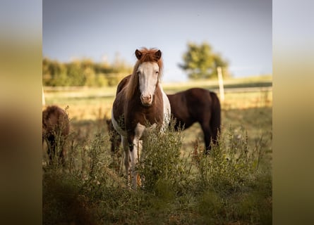 Icelandic Horse, Mare, 4 years, 13,2 hh, Pinto