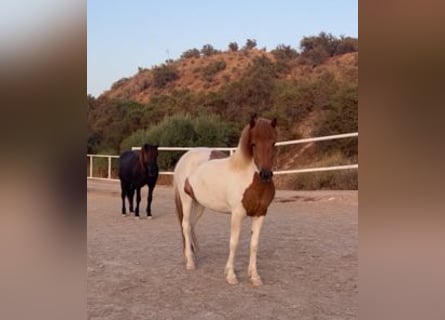 Icelandic Horse, Mare, 4 years, 13.2 hh, Pinto