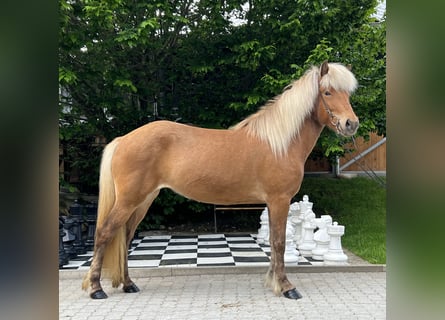 Icelandic Horse, Mare, 4 years, 13.3 hh