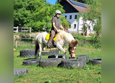Icelandic Horse, Mare, 4 years, 13.3 hh, Pinto