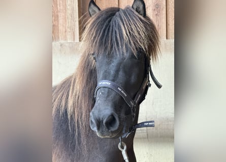 Icelandic Horse, Mare, 4 years, 13 hh, Black